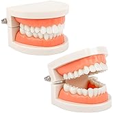 2Pcs Standard Teeth Dental Model, Demonstration Teeth Model for Kids Dental Teaching Study Supplies