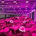 Litom Grow Lights, 36W Plant Growth Lights E27 Bulbs for Indoor Garden Hydropoics Greenhouse Organic