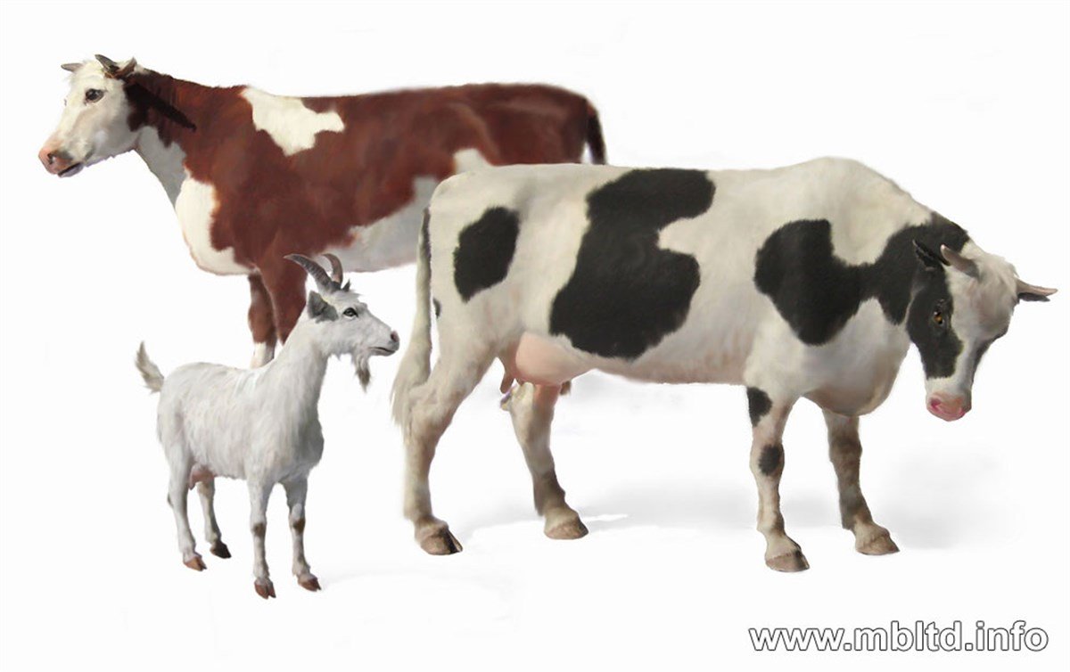 Masterbox 1:35 Scale Domestic Animals Assembly Parts