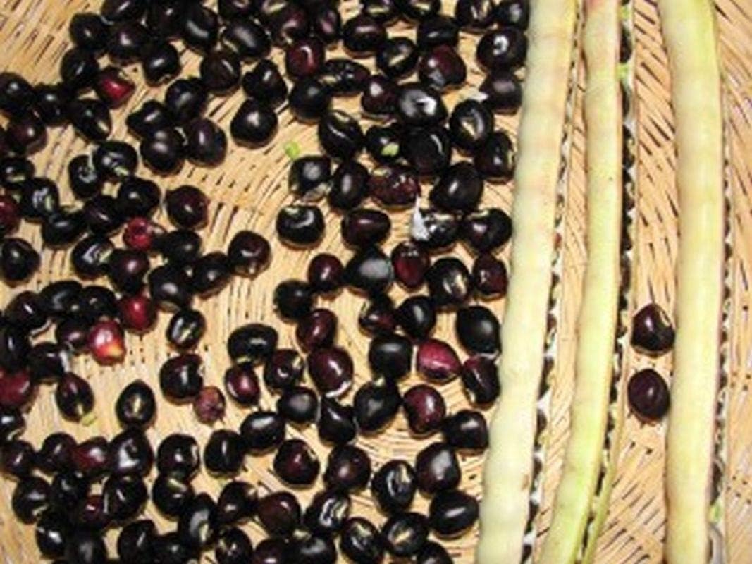 Black Crowder Pea Seeds Heavy yields of dark purple