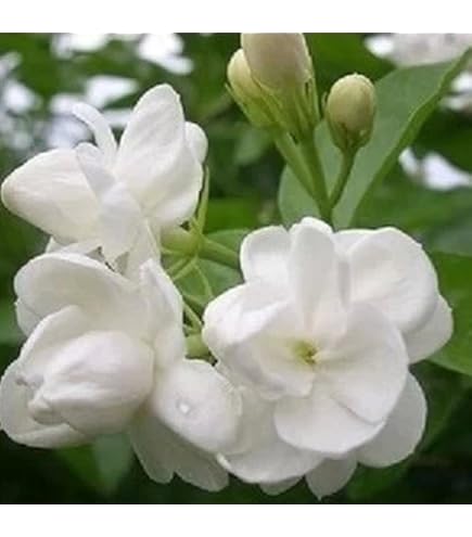 20seeds/bag Jasmine seed indoor plants perennial flower