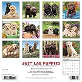 Image de Just Lab Puppies 2017 Wall Calendar (Dog Breed Calendars)