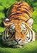 Buffalo Games - Earthpix - Tiger Eyes - 500 Piece Jigsaw Puzzle