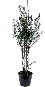 Amazon ギンバイカ 80cm前後 生垣 鉢植え 芳香 植木