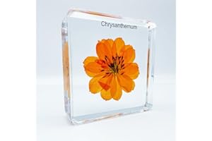 BETENSH Resin Insects, Insect Specimens(butterfly, Dragonfly,Cricket, Chrysanthemum, Spider) Resin Preservation, Resin Amber for Children's Science Education, Collection (Persian chrysanthemum)