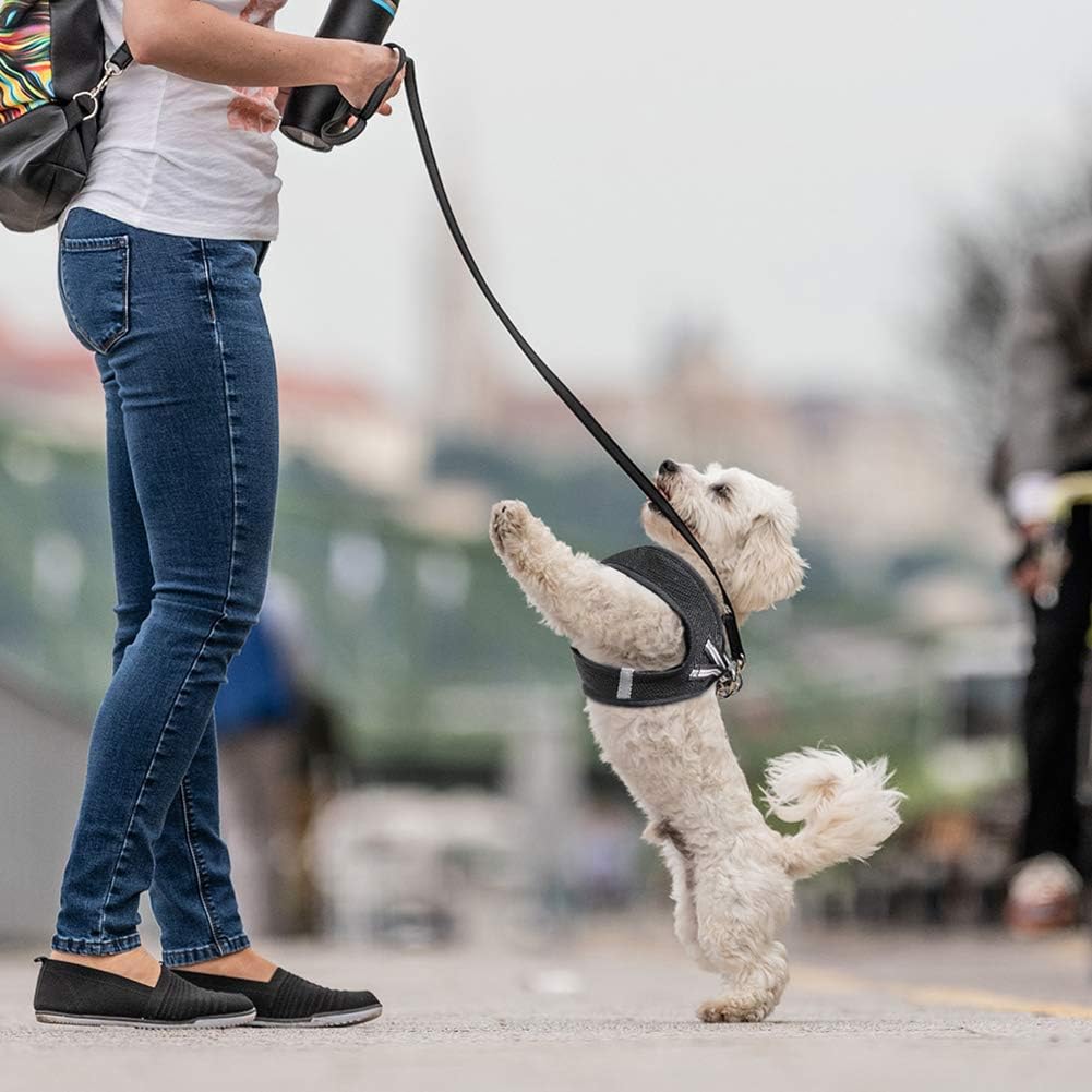 RAINDEE Dog Harness All Weather Soft- Mesh Vest Harness for Small and Medium Dogs 4 Size 7 Colors : Kitchen & Dining