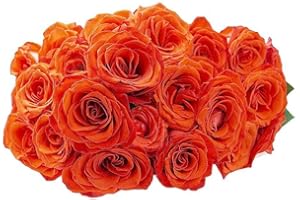 KaBloom PRIME NEXT DAY DELIVERY : Himalaya Collection - Tranquil Fresh Cut 24 Orange Roses Gift for Birthday, Sympathy, Anniversary, Get Well, Thank You, Valentine, Mother’s Day Flowers