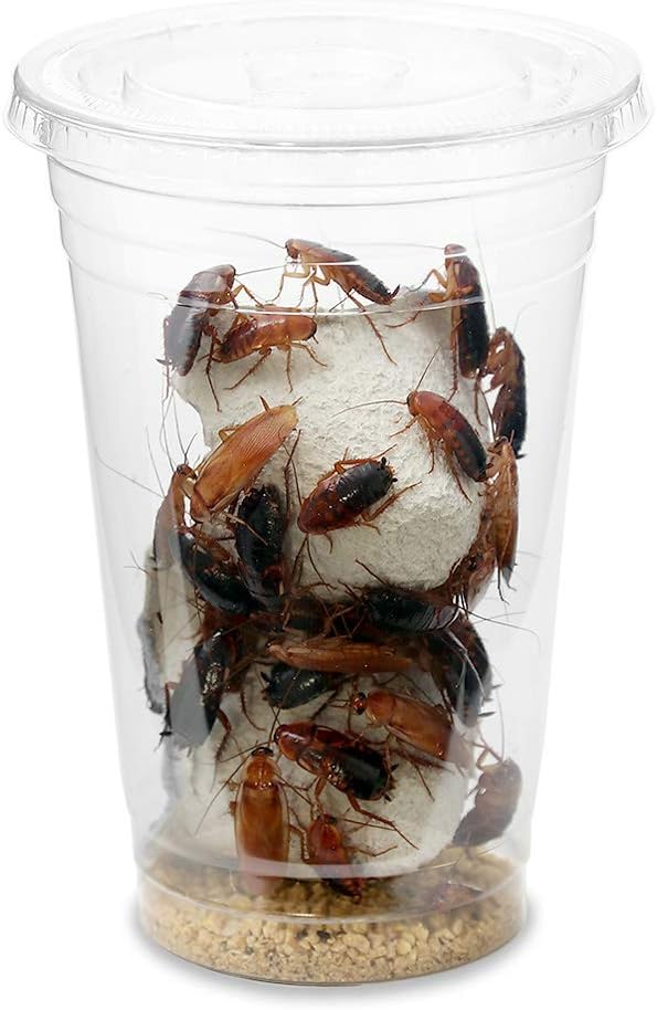 Amazon 生餌 レッドローチ ｌサイズ ３カップ分 爬虫類 大型魚 餌 エサ 沖縄 離島不可 タイム便 航空便不可 Charm チャーム フード 通販