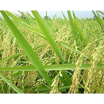 Amazon.com : Rice Plant 200 Plus Seeds Organic : Vegetable Plants ...