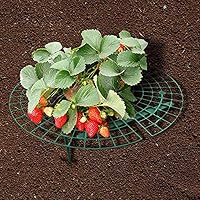 jtxqy 5 Soportes de Cultivo de Fresas para Mantener Las Fresas ...