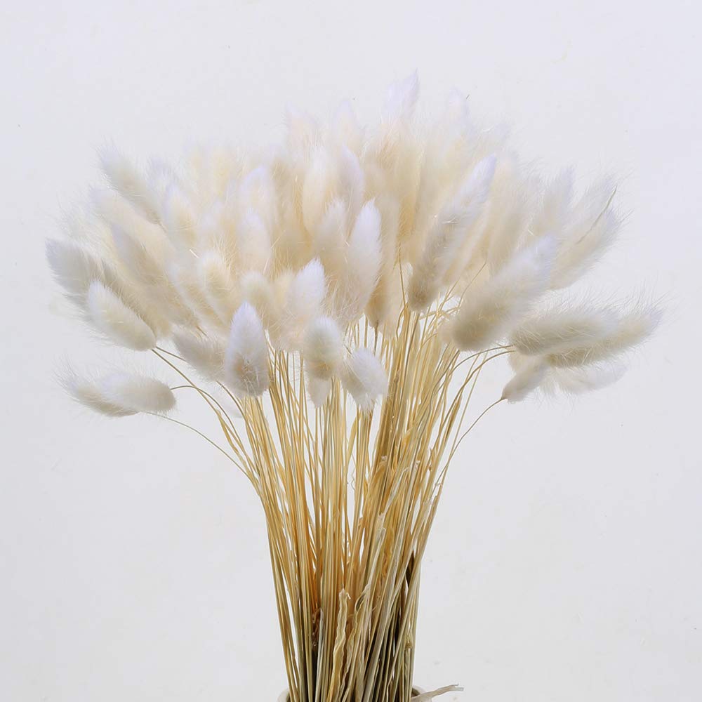 Buy XYXCMOR 120 Pcs Natural Dried Bunny Tail Flowers, Rabbit Tail Grass