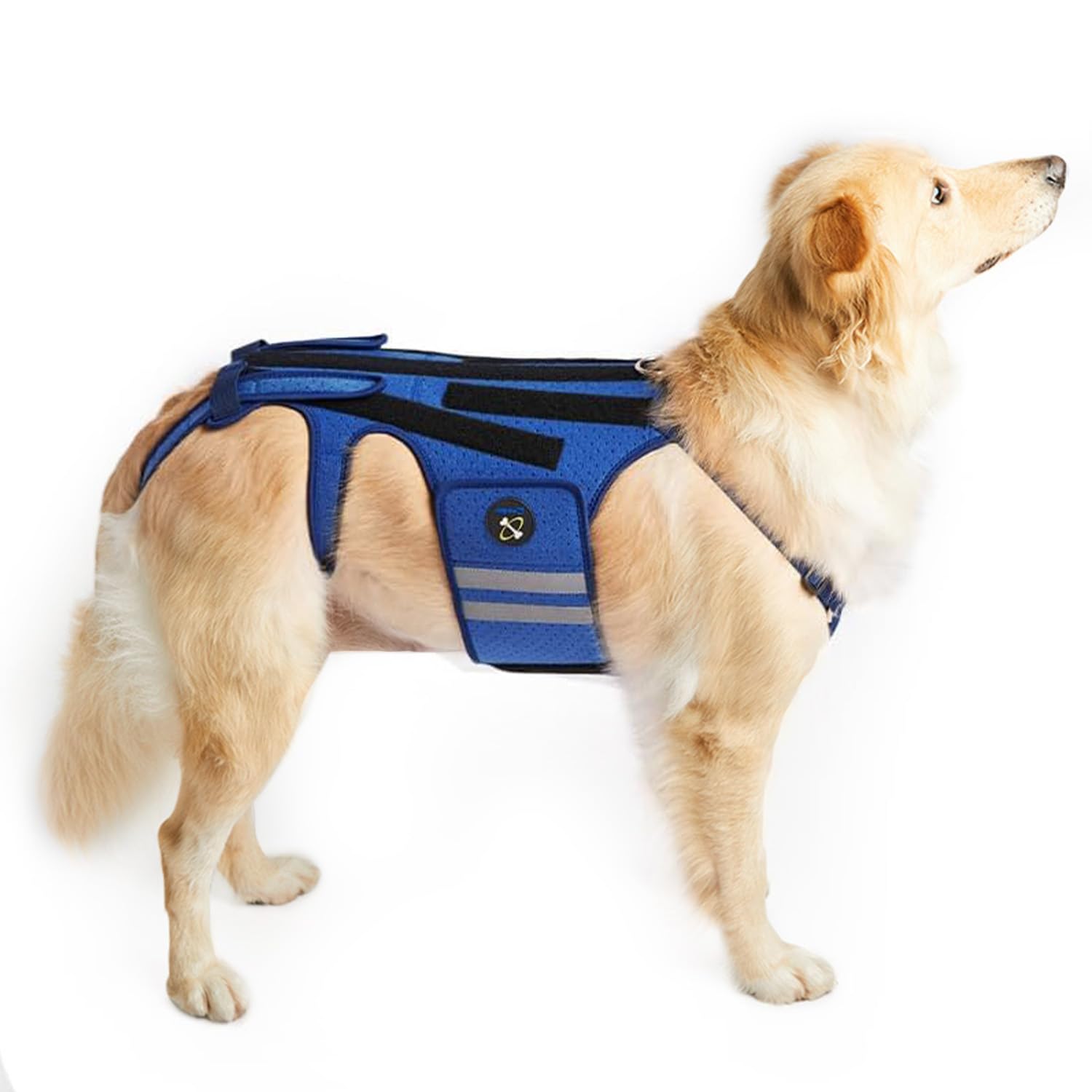 Photo 1 of Coodeo Dog Back Brace for Dogs Arthritis, Pet Back Bracer for IVDD, Back Protector Helps Pain Relief, Surgical Recovery and Rehabilitation, Dogs Back Disease Prevention. (Blue,X-Large)