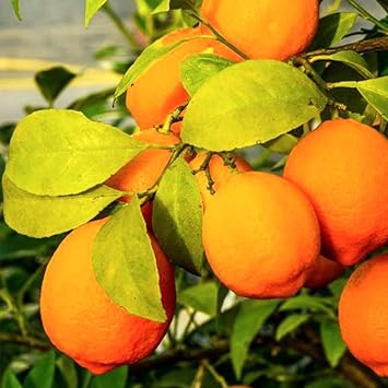 Amazon レモン苗 姫レモン 果樹苗 9cmポット 挿し木苗 2個セット ポット苗なので年中植付け可能 即出荷 姫レモン はなんと オレンジ色 のレモンです 姫レモンは栽培面積数も少なく レアなレモンとして話題となっています 果汁もたっぷり含まれており さまざま