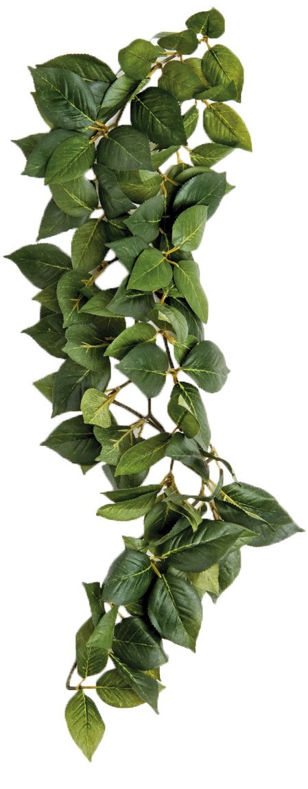 Komodo Sumatra Hanging Vine, 23 cm, Green