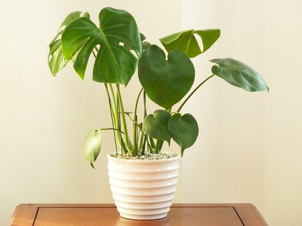 Amazon 人気観葉植物 モンステラ 白陶器鉢 新築祝い 引っ越し祝い 開店祝い プレゼント 観葉植物 オンライン通販