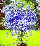 Blumen für terrasse