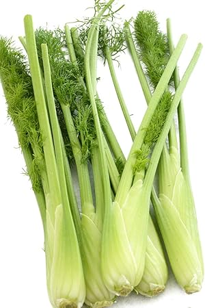 Amazon フェンネル スティッキオ 9cmポット苗 野菜