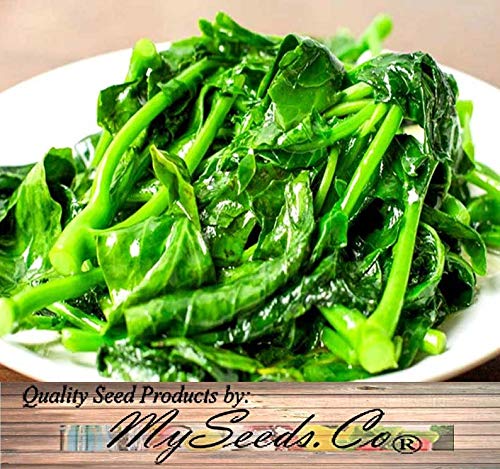 Raflesa Chinese Broccoli, Kailan GAI LAN Seeds - Most Popular Vegetable in Cantonese Cuisine - Approx. 60-65 Days (Pkt Size)