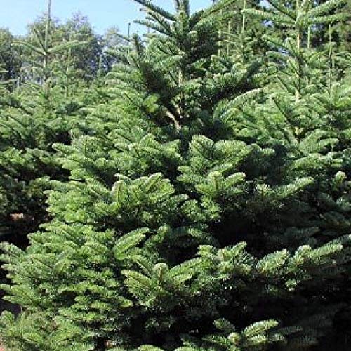 100 Noble FIR Tree Seeds Evergreen Christmas Tree Landscape Christmas Gift