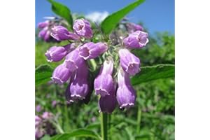 Heirloom Comfrey Seeds (Symphytum Officinale) – Non-GMO Perennial Herb for Medicinal Use, Natural Skincare, Compost Tea, and 