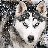 Fairylove 30×30 Diamond Painting Kit Dogs Full Drill Paint with Diamonds Dotz Kit for Fun Diamond Cross Stitch Kits Embroidery Art Crafts,Husky in The Snow Day