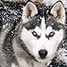 Fairylove 30×30 Diamond Painting Kit Dogs Full Drill Paint with Diamonds Dotz Kit for Fun Diamond Cross Stitch Kits Embroidery Art Crafts,Husky in The Snow Day