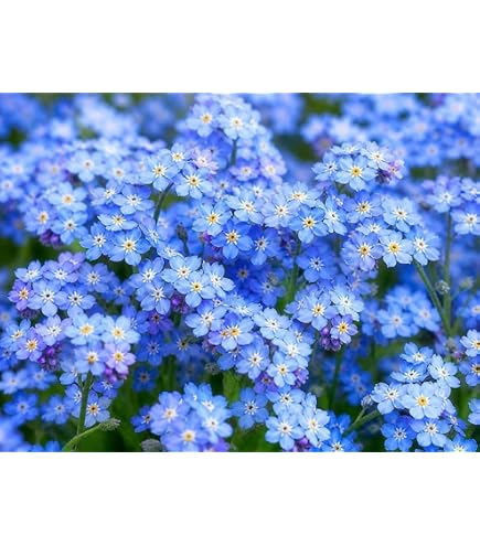 Forget Me Not Seeds (Approx. 1500 Seeds x 2 Packs -Cynoglossum