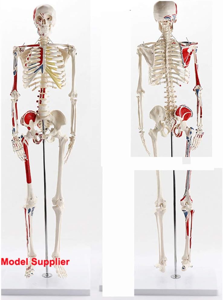 Human bones model, muscle start and end points with digital logo 85CM,Flexible bones allow doctors to better communicate with patients