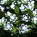 easyDecor Solar String Lights 50 LED 23ft 8 Modes Blossom Flower Garden Christmas lights for Outdoor Indoor Party Wedding Patio Holiday Decorations (Multi Color) (Cool White)