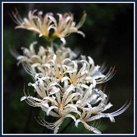 Amazon リコリス球根 赤いニンニクの種のボール 屋外の珍しい成長する緑の葉 軽薄な素敵な花 9 球根 White 花