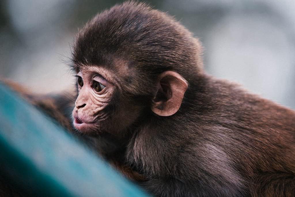 Amazon Co Jp A3 ポスター 猿の銃口面白い 壁紙ウォールステッカーポスター A3 4x297mm Generic