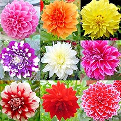 Amazon Co Jp ミックス4色ディナープレートダリア種子 中国の牡丹の花盆栽 の100pcs ホーム キッチン