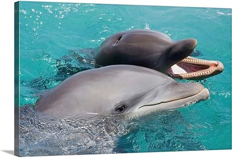 Amazon Dave Fleethamギャラリー Caribbean オランダアンティル諸島 キュラソー ハンドウイルカ バンドウイルカ 24 X 16 1 24x16 None アートフレーム ポスター オンライン通販