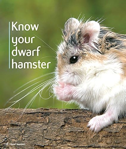 Dwarf (Pet Friendly) in Oman Whizz Rabbits