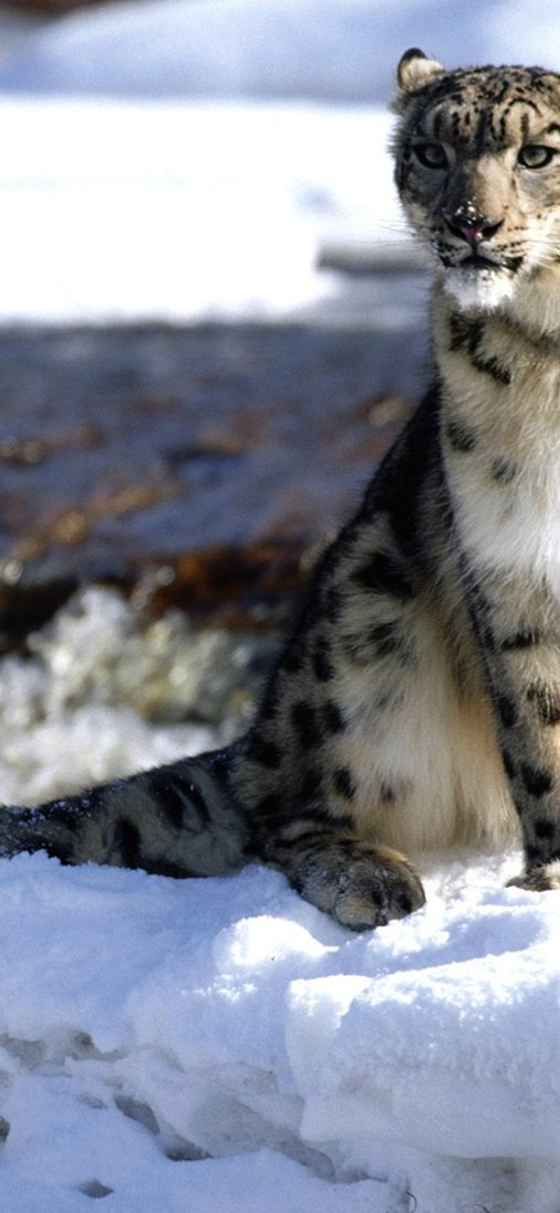 PeelitStickit White Tiger, Animal Wall Murals ID-044, vinyl