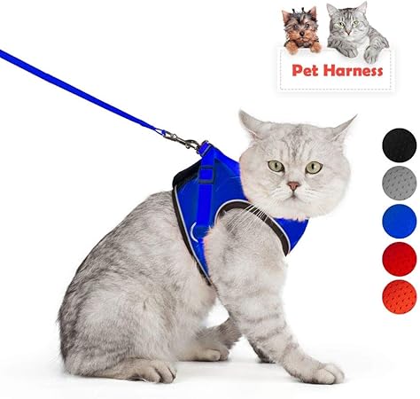 walking cat toy on leash