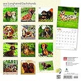 Image de Longhaired Dachshunds 2018 12 x 12 Inch Monthly Square Wall Calendar, Animals Dog Breeds
