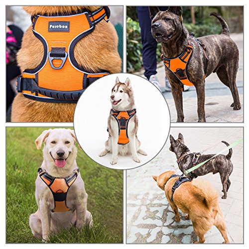 purebox dog harness