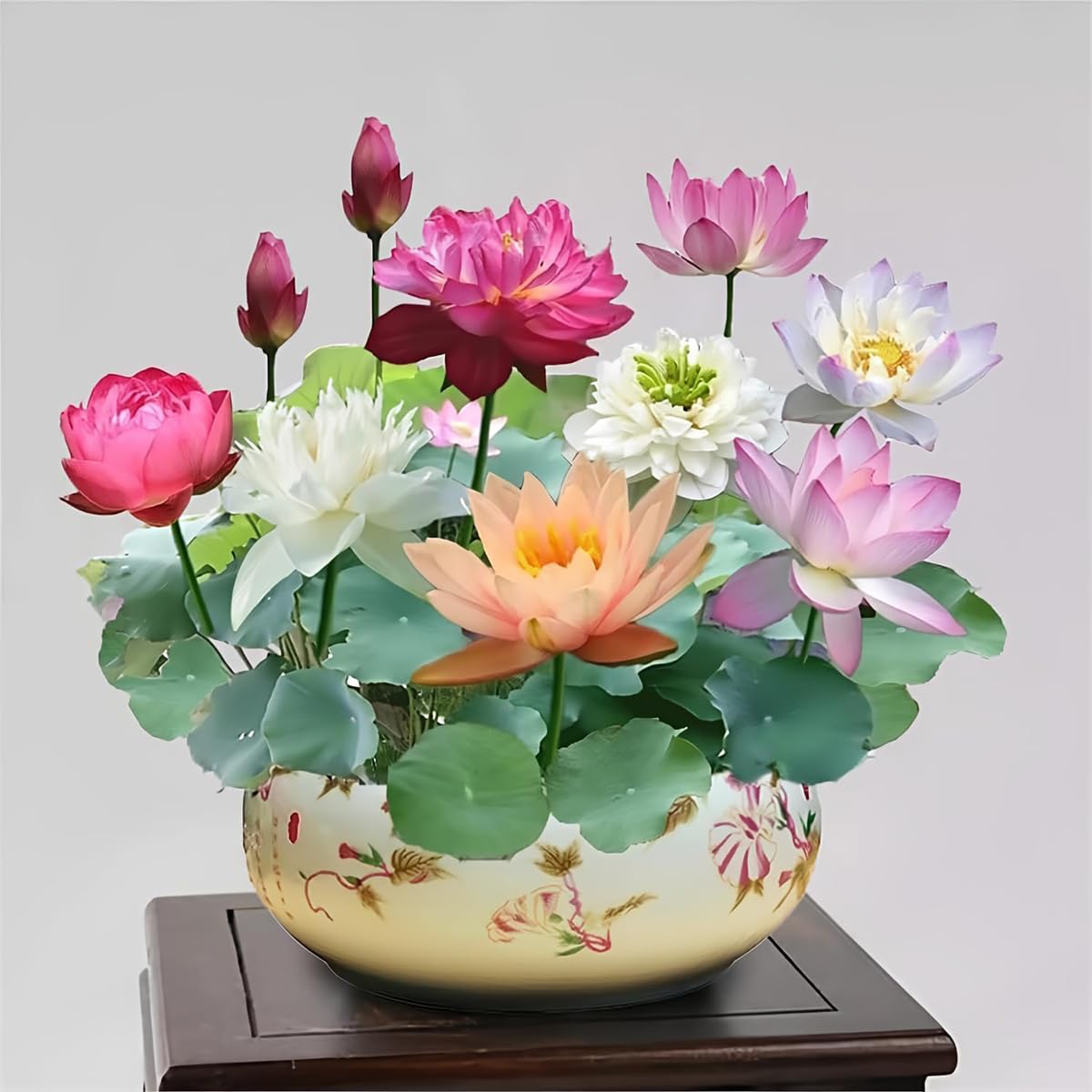 Photo 1 of 30+ Pcs Bonsai Bowl Lotus Seeds, Water Lily Flower Plant Seed Flowering Aquatic Fresh Garden Seeds for Pond Home Planting Ornamental(Mixed Color)