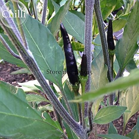 Amazon Co Jp レアブラックコブラ ホット チリ ペッパーの種 30種 有機野菜のヤギの雑草コショウe3557 ホーム キッチン