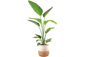 Costa Farms White Bird of Paradise Live Plant in Decorative Pot, Large Indoor Houseplant, Perfect for Home, Room, or Office Decor, Great House Warming or Birthday Gift, 3-4 Feet Tall