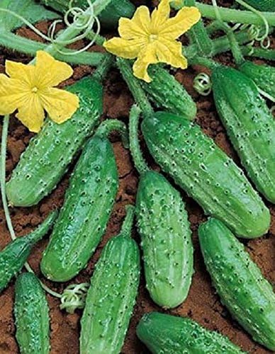 10 Graines Semences Cornichon Vert De Paris Espece Historique Fruit Legumes Potager Amazon Fr Jardin