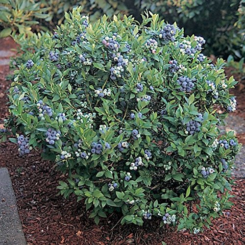 50 Dwarf Top Hat Blueberry Seeds - JDR Seeds