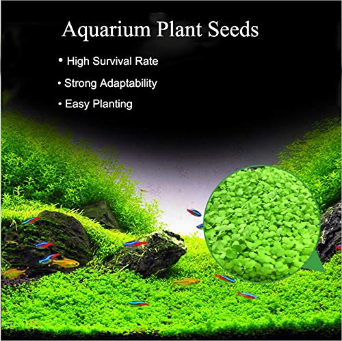 Zafina Aquarium Grass Plant Seeds, Easy to Grow Aquatic Plant Seeds, Fast Growing Aquarium Carpet Seeds - Creates a Natural Ecosystem for Your Fish