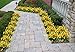 E-HAND Artificial Flowers Fake Cemetery Yellow Daffodils Outdoor Greenery Shrubs Plants Plastic Bushes Window Box UV resistant 4 Branches Fence Indoor Outside Hanging Planter Wedding Cemetery Decor
