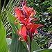 Red Canna Robert Kemp 3-5 Eye Rhizome - 3 LARGE Bulbs - Gorgeous Blooms!