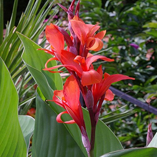 Red Canna Robert Kemp 3-5 Eye Rhizome - 3 LARGE Bulbs - Gorgeous Blooms! Red Canna Robert Kemp 3-5 Eye Rhizome - 3 LARGE Bulbs - Gorgeous Blooms!
