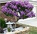 Catawba Crape Myrtle - Medium / Mature Height: 10-15' - (Plant, Shrub, Tree Size at Shipping / 1 Gallon 1-3 Foot Height)