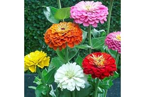 Zinnia - California Giant Flower Seeds Mix - 1,500 Seeds by Seeds2Go