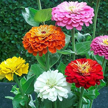 Splendour Seeds  Zinnia Flower seeds